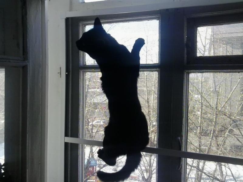 Сетка антикошка на деревянные окна. Защита на окна для кошек. Сетка на окно для кошек. Сетка антикошка на пластиковые окна.